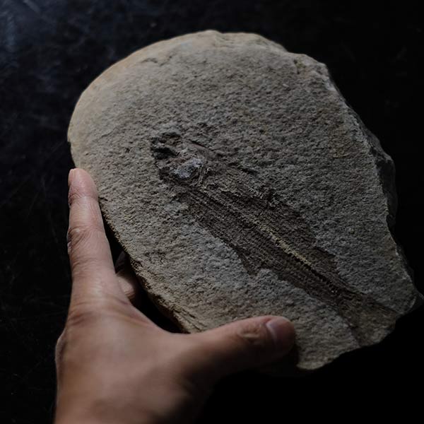 魚の化石(ペア)