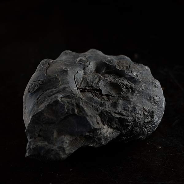 Ammonite fossil