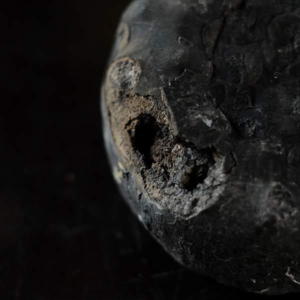 Ammonite fossil