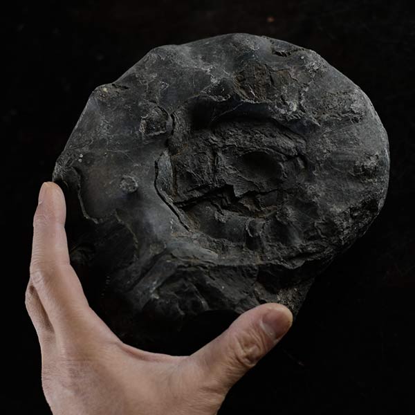 Ammonite fossil
