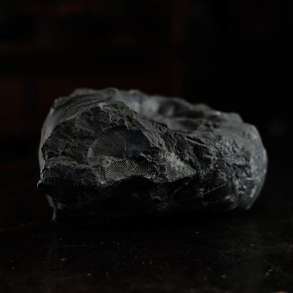 Ammonite fossil
