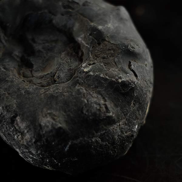Ammonite fossil