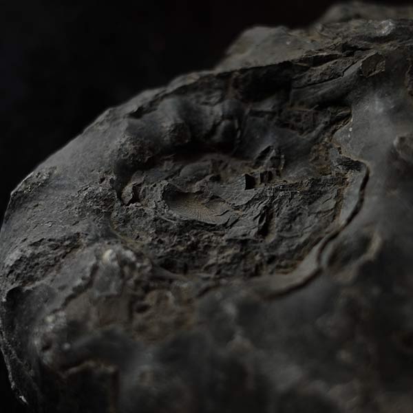 Ammonite fossil