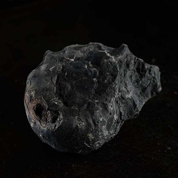 Ammonite fossil