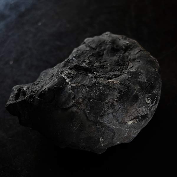 Ammonite fossil