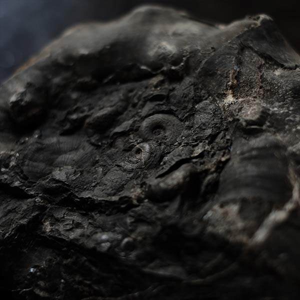 Ammonite fossil