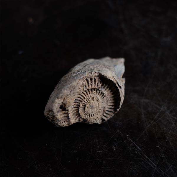 Ammonite fossil