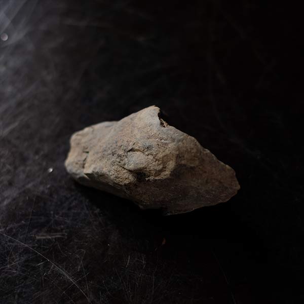 Ammonite fossil