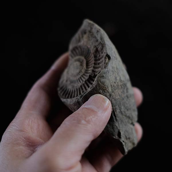 Ammonite fossil