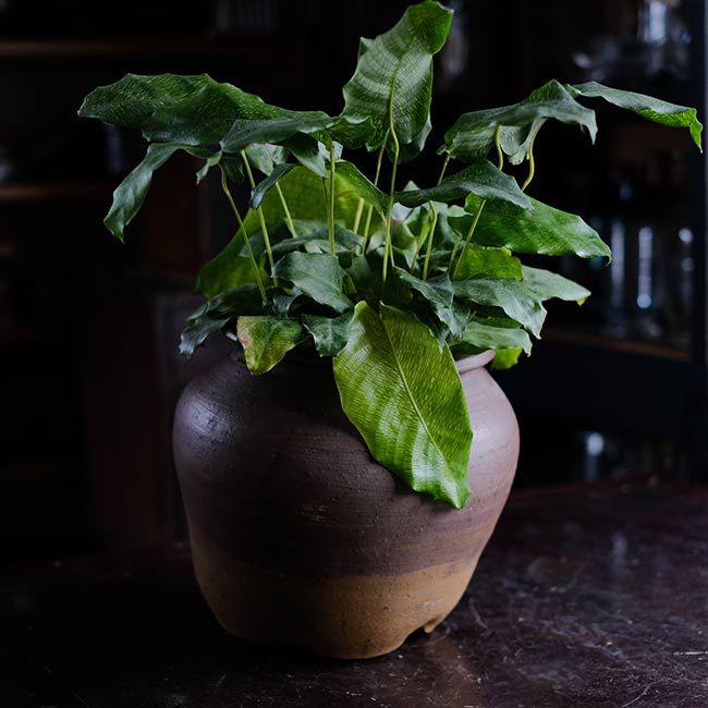 Crushed Vase