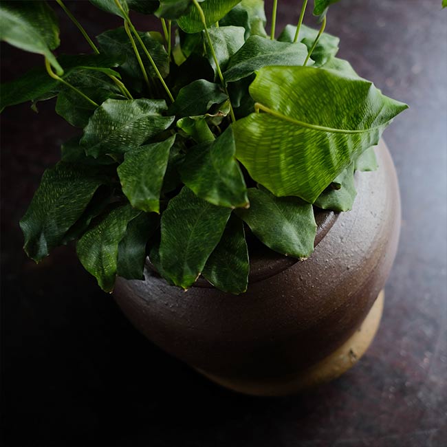 Crushed Vase