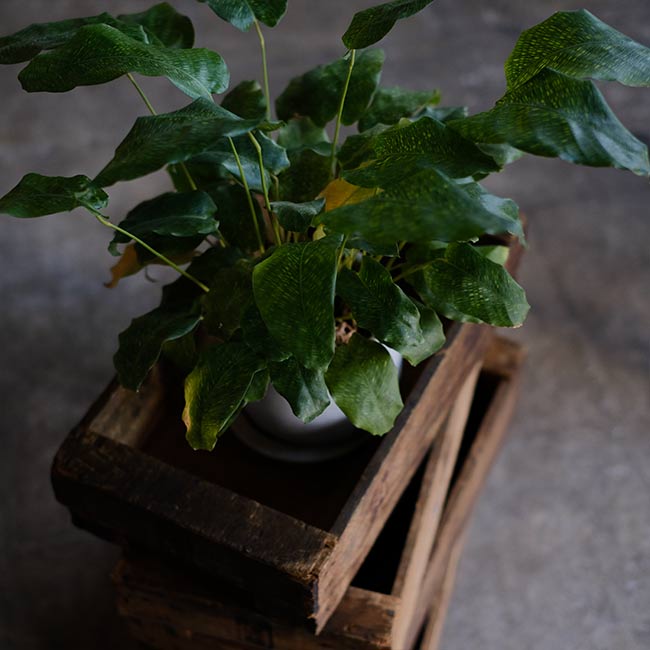 Shallow wooden box