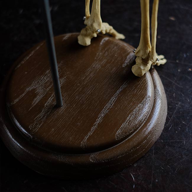 Human skeleton model