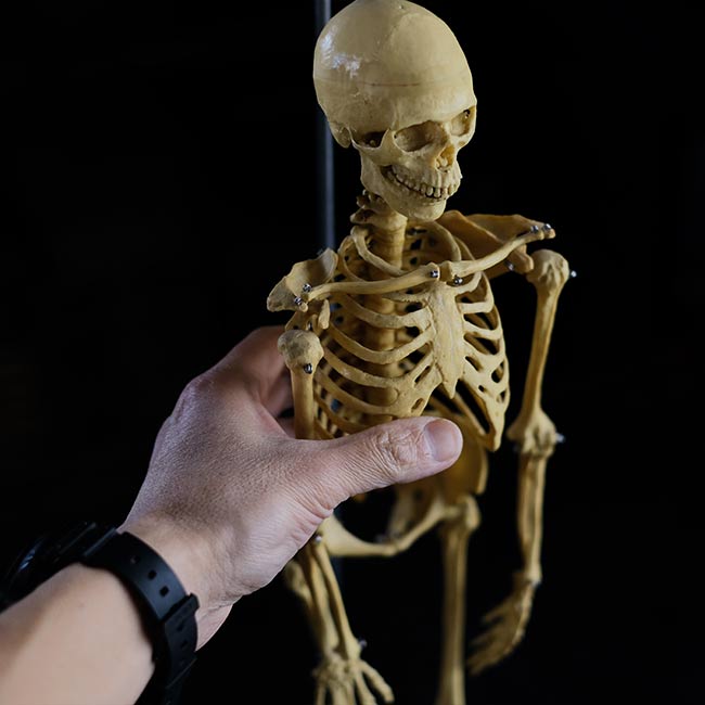 Human skeleton model