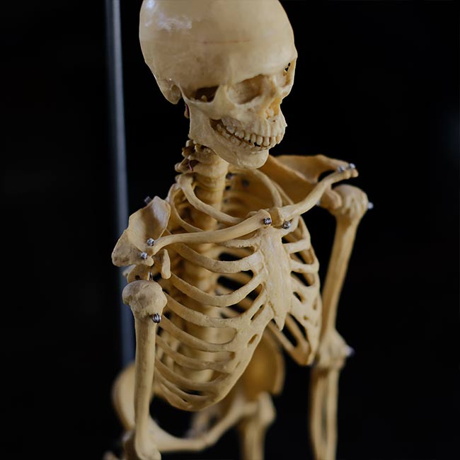 Human skeleton model