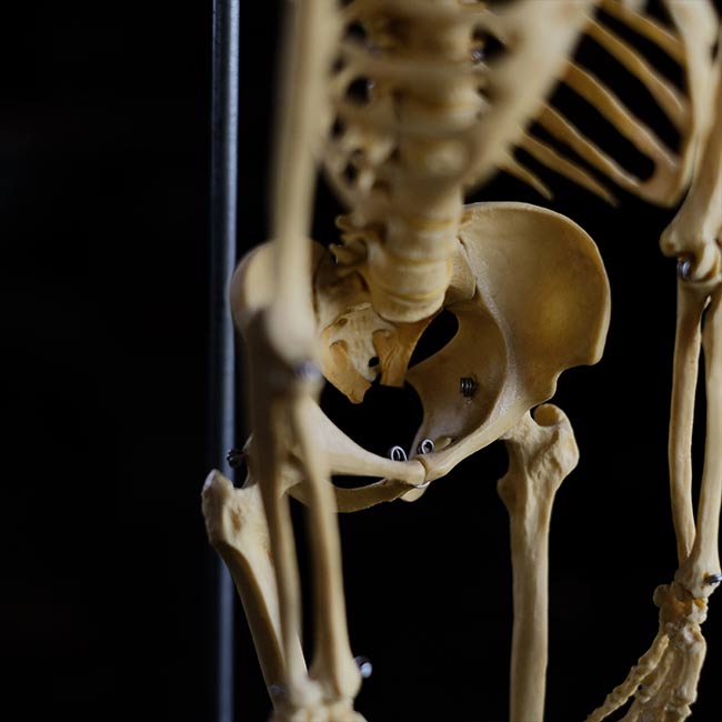 Human skeleton model