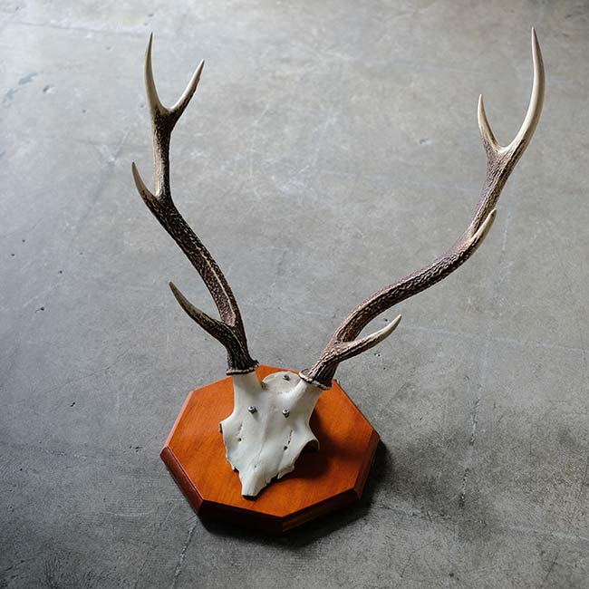 ハンティングトロフィー　ハンドメイド 鹿の頭骨と角 壁掛け装飾品 鹿の頭骨 壁掛け – zakka store towi