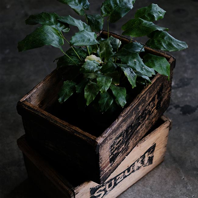 Wooden box with outstanding wood flavor