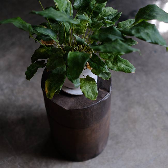 Rusty tin can