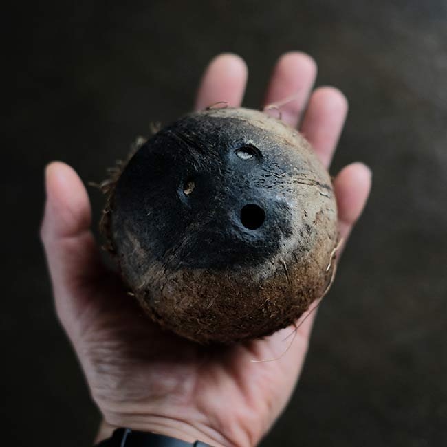 人面椰子の実