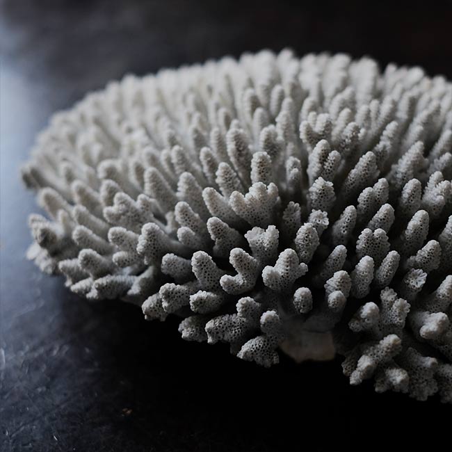White Coral
