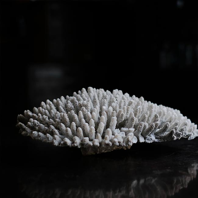White Coral