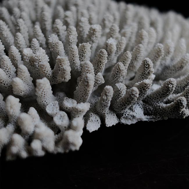 White Coral