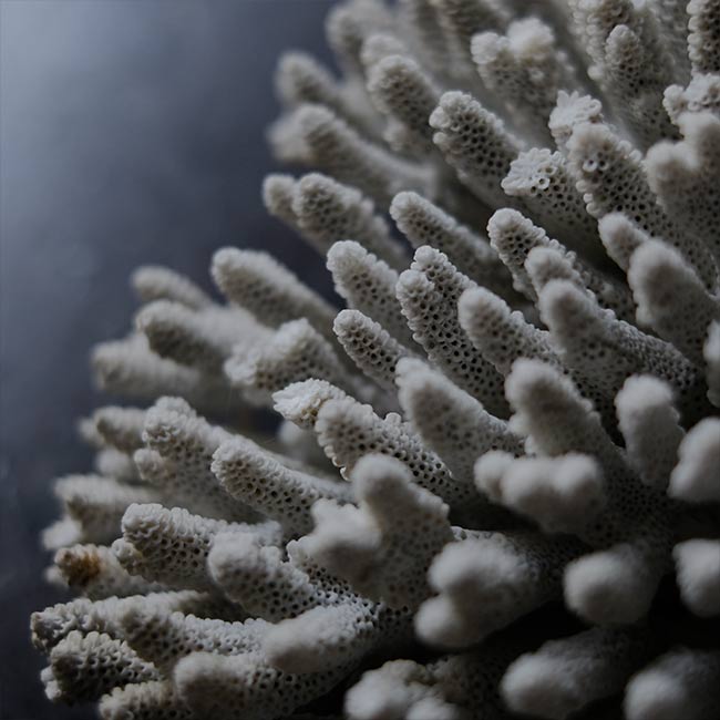 White Coral