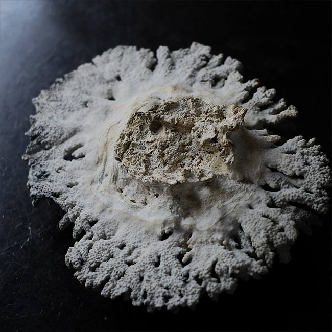 White Coral