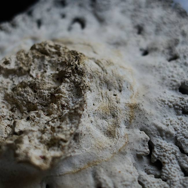 White Coral