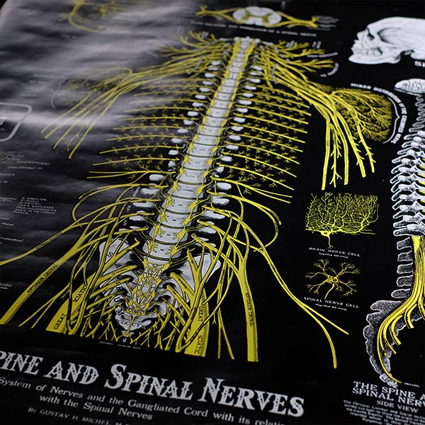 THE SPINE AND SPINAL NERVES ポスター(脊柱および神経図)