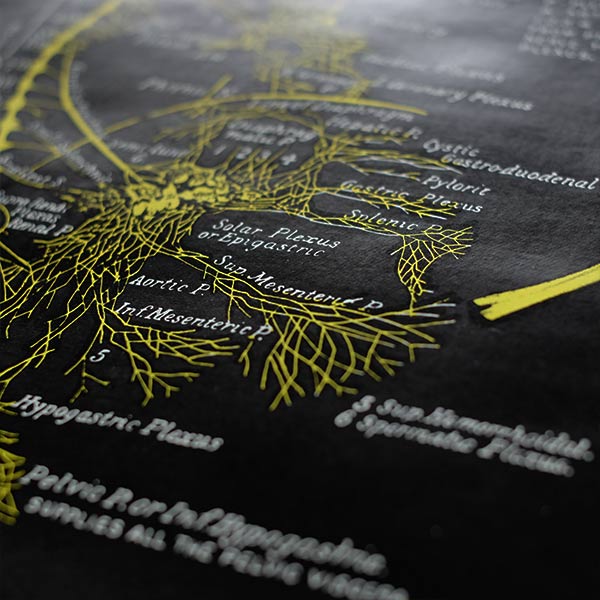 THE SPINE AND SPINAL NERVES ポスター(脊柱および神経図)