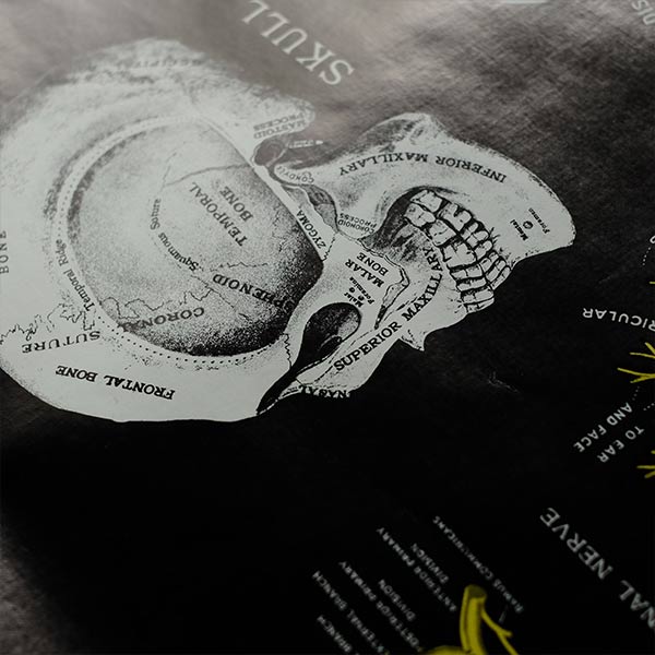 THE SPINE AND SPINAL NERVES Poster