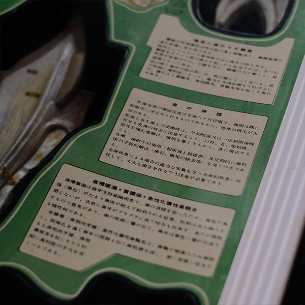歯科標本