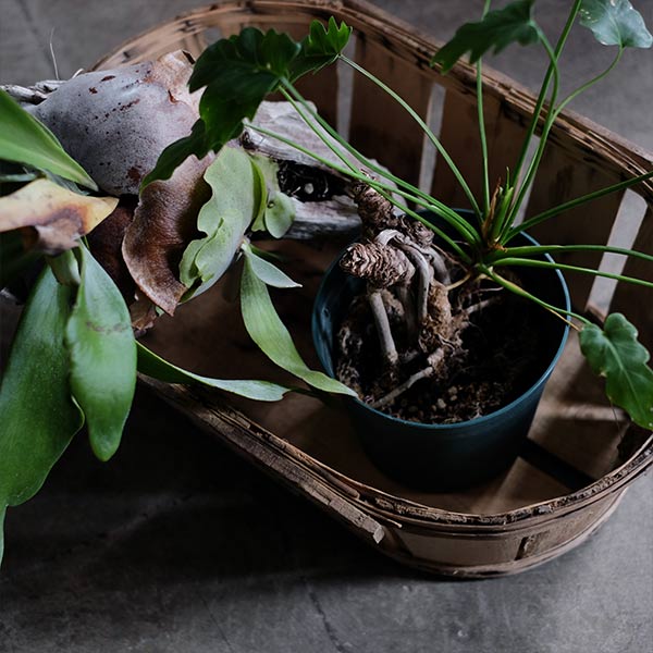 French wooden basket