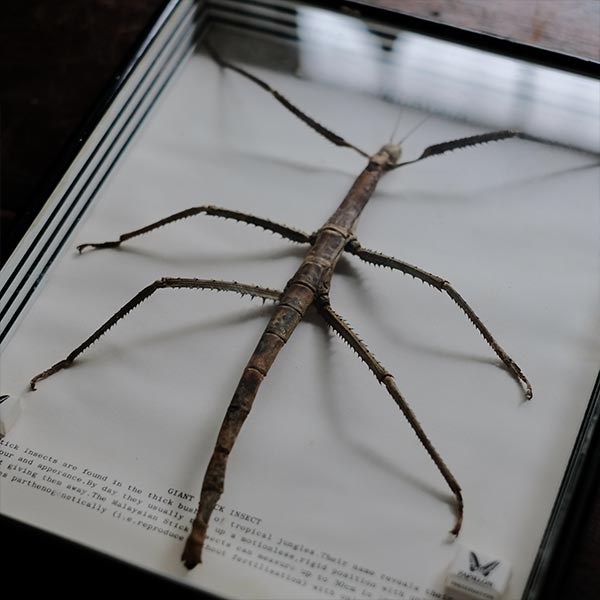 Giant Stick Insect ナナフシ 標本