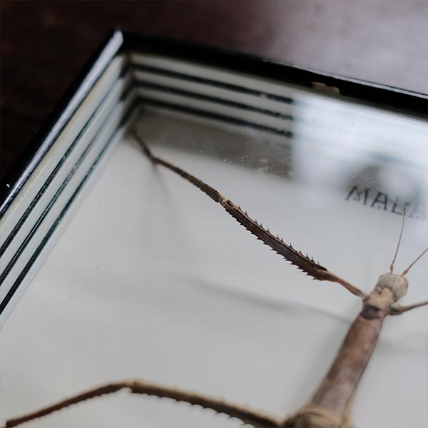 Giant Stick Insect ナナフシ 標本