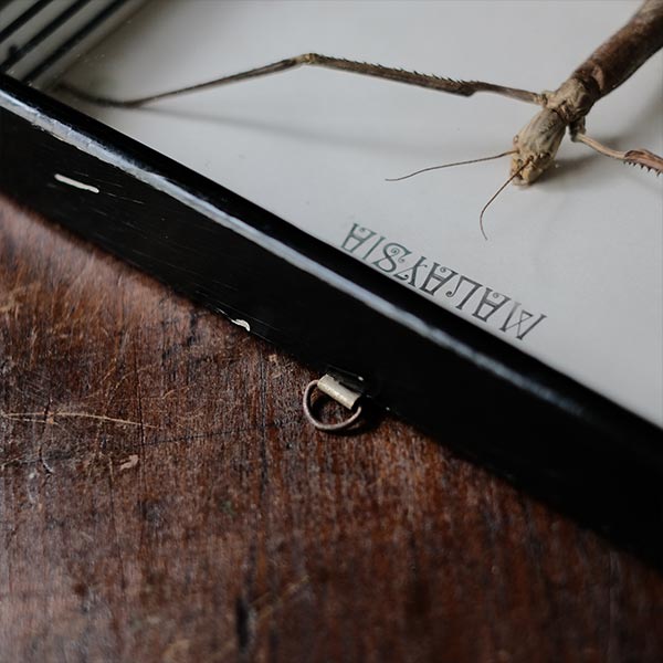 Giant Stick Insect ナナフシ 標本