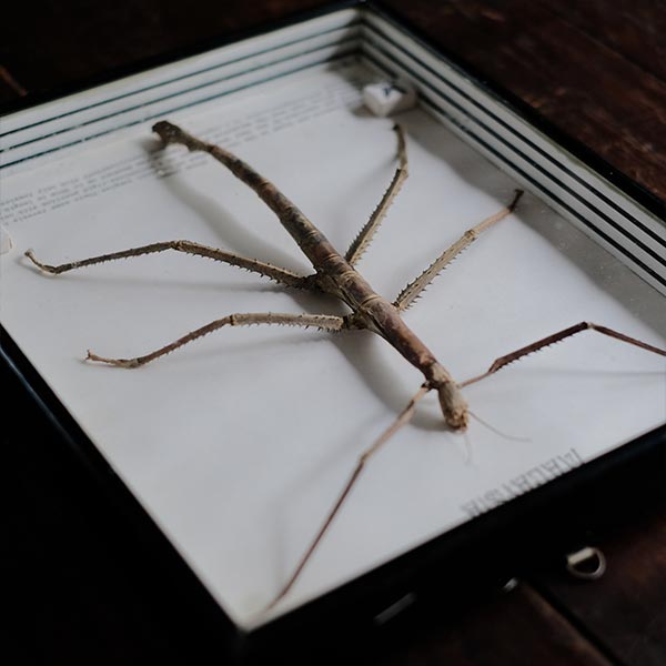 Giant Stick Insect ナナフシ 標本