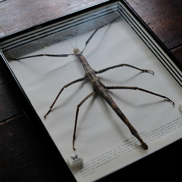 Giant Stick Insect ナナフシ 標本