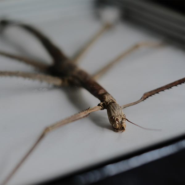 Giant Stick Insect ナナフシ 標本