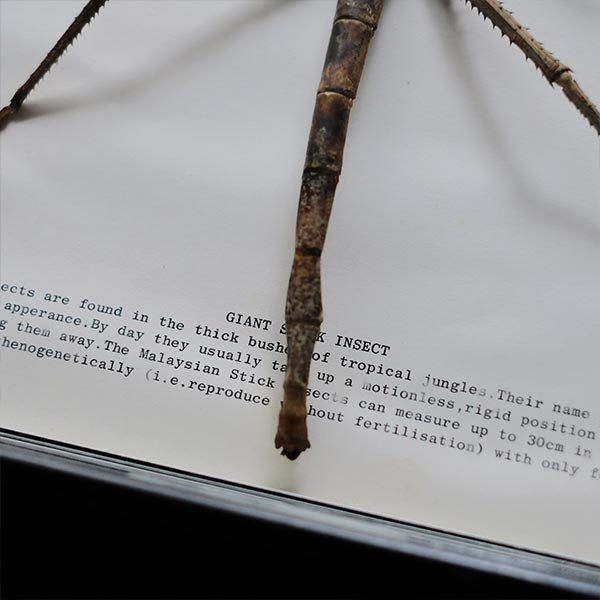 Giant Stick Insect ナナフシ 標本
