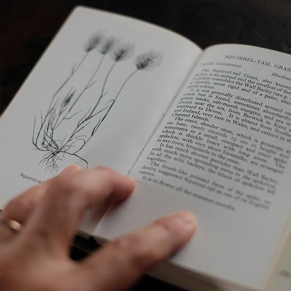 The Observer's Book of GRASSES
