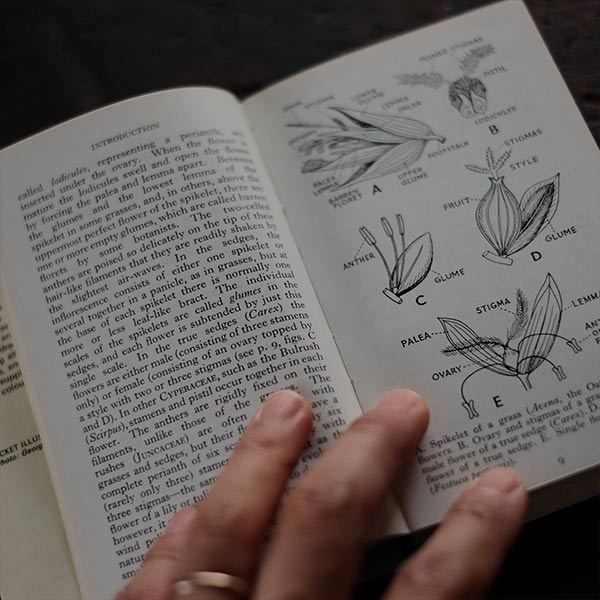 The Observer's Book of GRASSES
