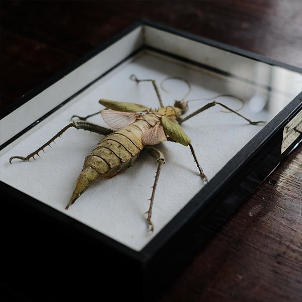 Jungle Nymph サカダチコノハナナフシ 標本