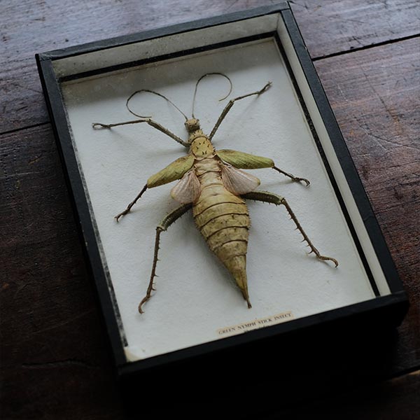 Jungle Nymph サカダチコノハナナフシ 標本
