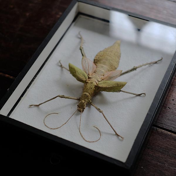Jungle Nymph サカダチコノハナナフシ 標本