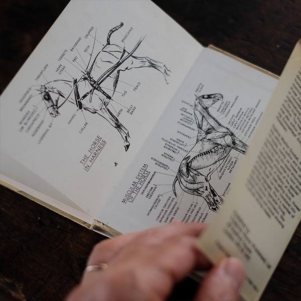 The Observer's Book of HORSES AND PONIES