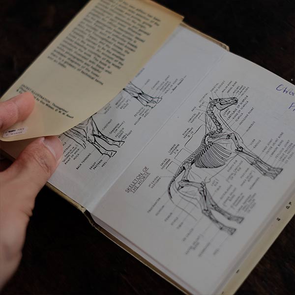 The Observer's Book of HORSES AND PONIES