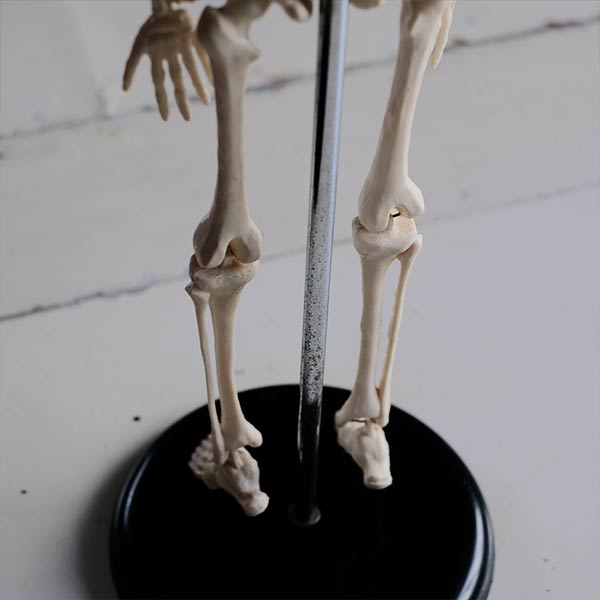 Skeletal model